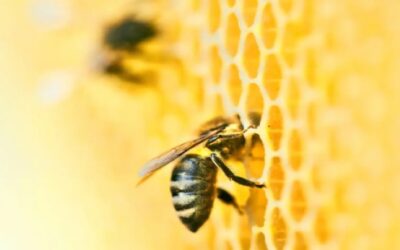 Qué hacer si te pica una abeja, según la Academia Americana de Dermatología
