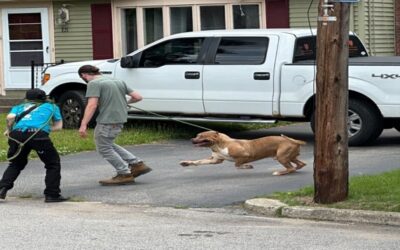 RISPCA retira 11 perros de una vivienda en Pawtucket