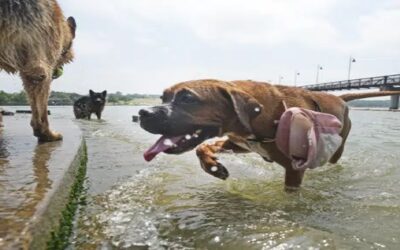 Fuerte calor pone a prueba la red eléctrica y la paciencia en Texas