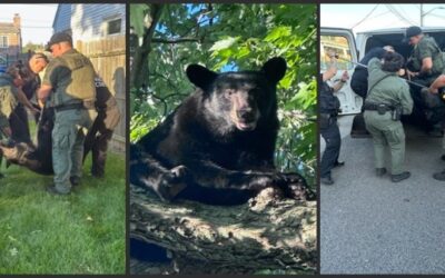 Oso en vecindario de Pawtucket fue trasladado a su hábitat.