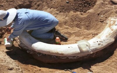 Descubren en Florida “cementerio de elefantes” de hace 5.5 millones de años