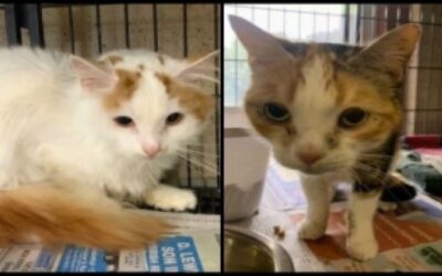 Retiran 29 gatos de una vivienda.