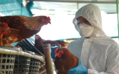 OMS: Brotes continuos de influenza aviar en animales representan un riesgo para humanos