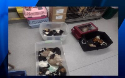 RISPCA ofrece $500 recompensa por información que lleve a las personas que abandonaron docenas de conejillos de indias.