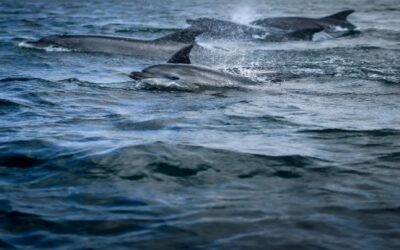 Tres delfines son encontrados muertos en extrañas circunstancias en la costa de Nueva Jersey