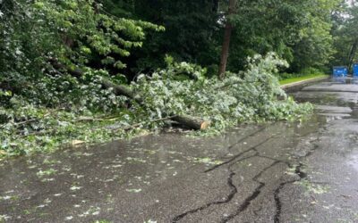 2 niños resultan heridos por árbol  caído