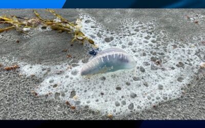 RIDEM advierte sobre la presencia del temido Portuguese Man of War en playas de RI