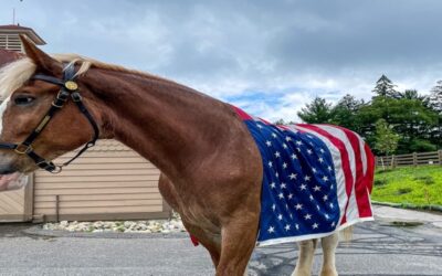 Policía Providence anuncia muerte de “Salute” uno de sus equinos del Comando Montado