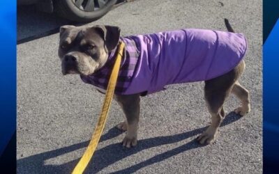 Policía Estatal y RISPCA ofrecen $1,000 recompensa para encontrar este perro robado del refugio de Exeter