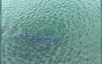 Reportan múltiples avistamientos de tiburones en Block Island.