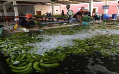 Ecuador anuncia mayor control en la exportación de banano, ante cargamentos contaminados con cocaína