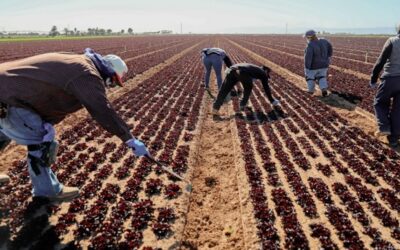 Multan a empresa agrícola de Carolina del Norte por no pagar salarios e intimidar a trabajadores extranjeros