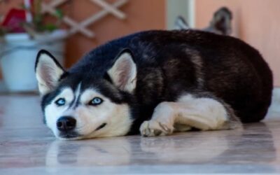 Cannabis y perros: encuesta revela que algunos dueños las usan para aliviar el dolor de las mascotas