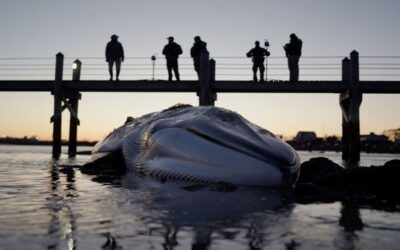 Segunda ballena encontrada muerta en Narragansett.