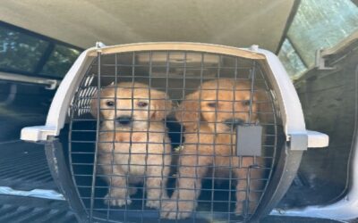 Rescatan 27 perros golden retrievers que estaban en terribles condiciones