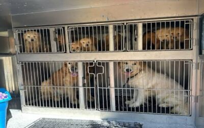 Retiran 27 perros Golden Retrievers de una vivienda en Hopkinton.