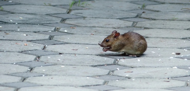 Las infecciones por orina de rata aumentan a niveles récord en Nueva York