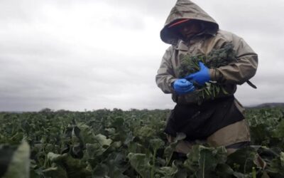 Los trabajadores agrícolas temporales tendrán más protecciones legales en Estados Unidos