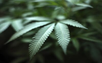 Partidarios de la marihuana creen que reclasificación federal ayudará a legalización estatal