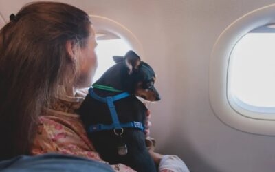 Si viajas con perros a EE.UU. considera las nuevas reglas emitidas por los CDC