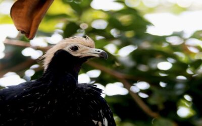 Zoológico Parque Roger Williams anuncia que aves desaparecidas han sido devueltas.