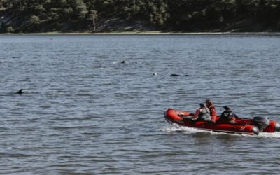 Rescatistas buscan mantener a decenas de delfines alejados de Cape Cod tras varamiento masivo