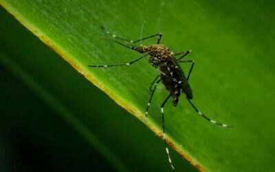 RIDEM realizará una aplicación aérea de larvicida contra mosquitos en South Kingstown, Westerly