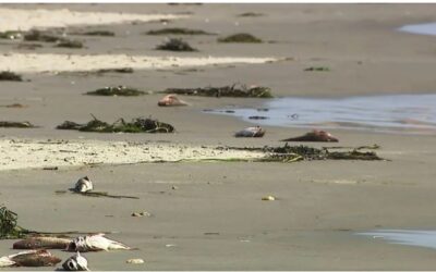 Cientos de peces muertos en orillas de playa Roger Wheeler.