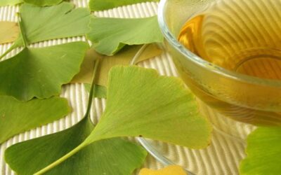 Ginkgo biloba: la hierba medicinal que fortalece la memoria