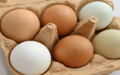 Por qué conservar los huevos en la nevera, aunque en el supermercado no estén refrigerados