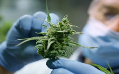 El consumo de cannabis puede alterar el ADN y aumentar el riesgo de psicosis