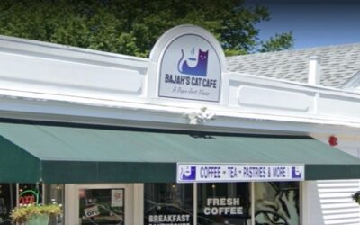 RISPCA: gatos retirados del Bajah´s Café serán puestos en adopción.