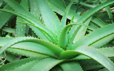 5 plantas que purifican el aire mejor que un filtro