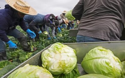 Trump relaja prioridades de deportación para trabajadores agrícolas y de hoteles