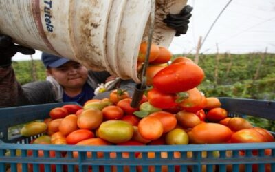 México deberá pagar un arancel del 17 % por la exportación del jitomate, confirma Economía