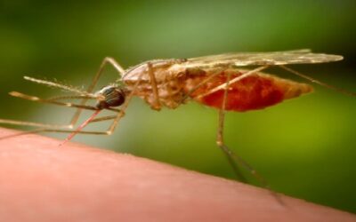 Detectan en Rhode Island Virus Nilo Occidental en primer muestreo.