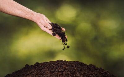 Los funerales ecológicos están en auge: ¿de qué se tratan?