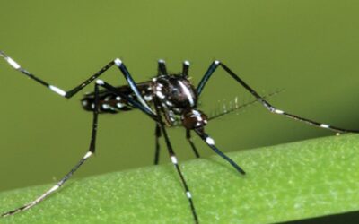 Detectan Virus Nilo Occidental en Rhode Island y Massachusetts.