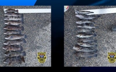 Agente Departamento Gestión Ambiental de Rhode Island incautan 69 peces a 3 hombres de Massachusettss.