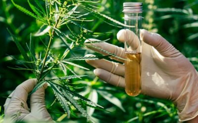 Claves para entender la reclasificación del cannabis: tendrá implicaciones profundas sobre su uso y comercialización