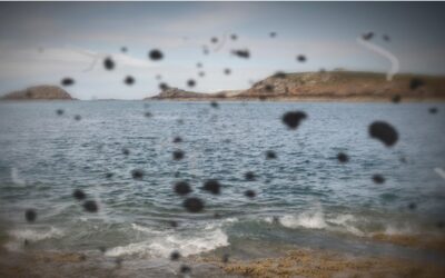 ¿Una “mosca volante” anda rondando tus ojos? Cuáles pueden ser las causas