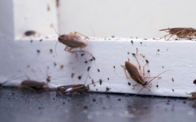 Las toxinas de las cucarachas representan un fuerte factor de riesgo del asma infantil