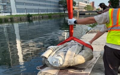 Trump se prepara para instalar una estatua de Colón cerca de la Casa Blanca