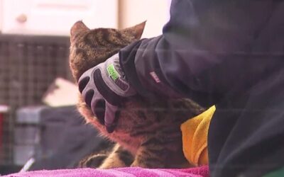 RISPCA rescata 100 gatos de una vivienda en Woonsocket.