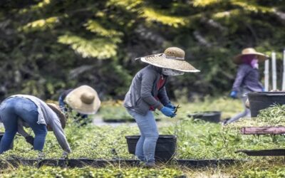 EEUU acusa a familia mexicana de traficar y explotar a migrantes mexicanos en agricultura.