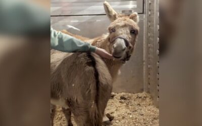 Ranchero de Richmond enfrenta cargos de crueldad animal.