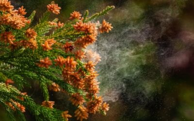 Llega la temporada de alergias: estrategias para controlarlas