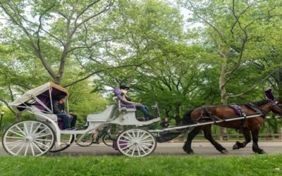 Renuevan llamada a vetar carruajes de caballos en Nueva York tras accidente con un herido.