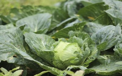 Taylor Farms retira de EEUU toda su lechuga iceberg producida en México por ciclosporiasis.