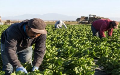El temor a ICE ya cambia la vida en el campo: trabajadores evitan médicos y compras